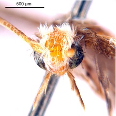 /filer/webapps/moths_gc/media/images/X/xerocarpa_Epicephala_PTM_head1_ANIC.jpg