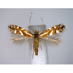 /filer/webapps/moths_gc/media/images/J/junoniella_Phyllonorycter_A_EIHU.jpg