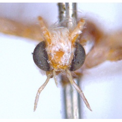/filer/webapps/moths_gc/media/images/A/acrobaphes_Epicephala_HT_head1_ANIC.jpg