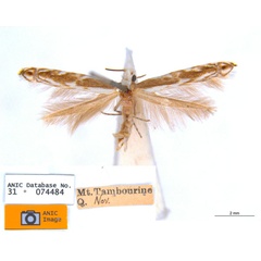 /filer/webapps/moths_gc/media/images/T/trigonophora_Epicephala_PLT1_ANIC.jpg