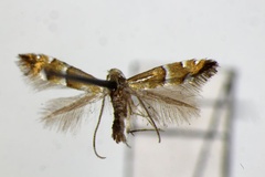 Phyllonorycter pseudolautella