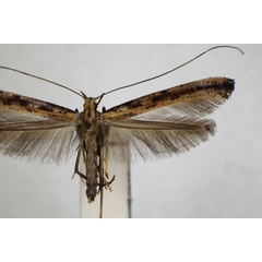 /filer/webapps/moths_gc/media/images/S/schisandrae_Caloptilia_A_ZSM.jpg