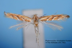 Phyllonorycter himalayana