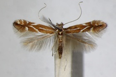 Phyllonorycter leucographella
