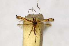 Acrocercops osteopa