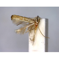 /filer/webapps/moths_gc/media/images/D/dorsilineella_Dextellia_A_EIHU.jpg