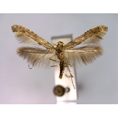 /filer/webapps/moths_gc/media/images/N/negundella_Caloptilia_A_EIHU.jpg