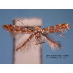 /filer/webapps/moths_gc/media/images/L/lonicerae_Phyllonorycter_HT_EIHU.jpg