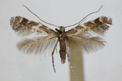 Leucospilapteryx omissella