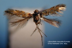 Phyllonorycter maculata