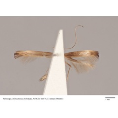 /filer/webapps/moths_gc/media/images/S/stictocrossa_Caloptilia_HT_ANIC31-010782_ventral.jpg
