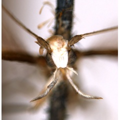 /filer/webapps/moths_gc/media/images/P/poliocephala_Acrocercops_HT_head_ANIC.jpg