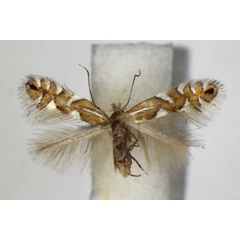 /filer/webapps/moths_gc/media/images/S/strigulatella_Phyllonorycter_A_ZSM_2.jpg