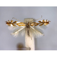 /filer/webapps/moths_gc/media/images/D/distentella_Phyllonorycter_A_EIHU.jpg