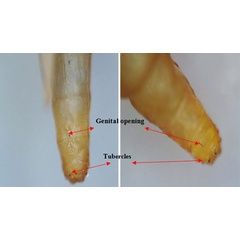 /filer/webapps/moths_gc/media/images/S/sinensis_Conopomorpha_pupa8_Siraj-etal_2026_175.jpg