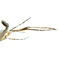 /filer/webapps/moths_gc/media/images/G/glochidia_Diphtheroptila_PT3_legs_ANIC.jpg