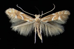 Phyllonorycter monspessulanella