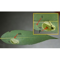 /filer/webapps/moths_gc/media/images/P/pastorella_Phyllonorycter_mine_Kirichenko-etal_2019_36.jpg