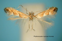 Phyllonorycter myricella