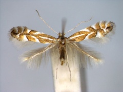 /filer/webapps/moths_gc/media/images/C/coryli_Phyllonorycter_A_EIHU.jpg