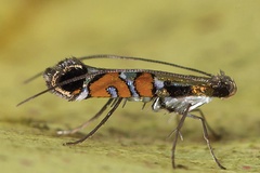 Philodoria succedanea