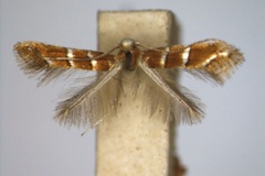Cameraria aceriella