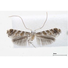 /filer/webapps/moths_gc/media/images/H/hederae_Eumetriochroa_male_Lee-et-Jeun_2022.jpg