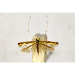 /filer/webapps/moths_gc/media/images/P/prospera_Acrocercops_HT_BMNH(E)-1055780.jpg