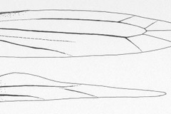 Neolithocolletis mayumbe