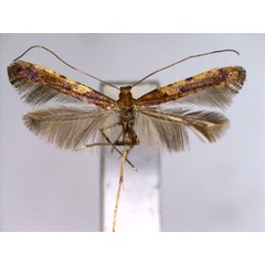 /filer/webapps/moths_gc/media/images/M/matsumurai_Caloptilia_PT_EIHU.jpg