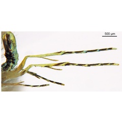 /filer/webapps/moths_gc/media/images/K/kuranda_Liocrobyla_HT_legs_ANIC.jpg