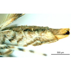 /filer/webapps/moths_gc/media/images/P/philippa_Epicephala_HT_abdomen_ANIC.jpg