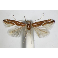 /filer/webapps/moths_gc/media/images/C/corylifoliella_Phyllonorycter_A_ZSM_3.jpg