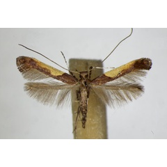 /filer/webapps/moths_gc/media/images/F/fidella_Caloptilia_A_ZSM.jpg