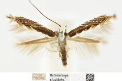 Parectopa alysidota