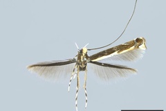 Neurostrota brunnea