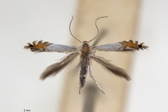 Phyllocnistis tethys