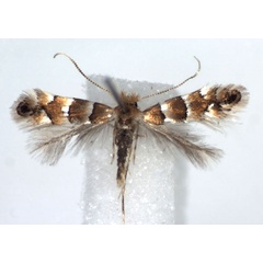 /filer/webapps/moths_gc/media/images/N/nicellii_Phyllonorycter_A_WJDP.jpg