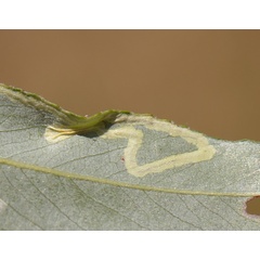 /filer/webapps/moths_gc/media/images/V/valentinensis_Phyllocnistis_Cocoon_SW.jpg