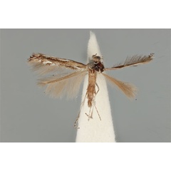 /filer/webapps/moths_gc/media/images/L/leptalea_Acrocercops_ST_ANIC31-087275_dorsal.jpg