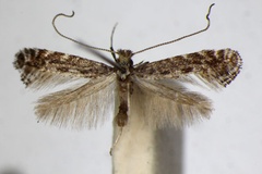 Parornix tenella