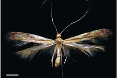 Caloptilia guacanivora
