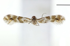 Phyllonorycter reduncata