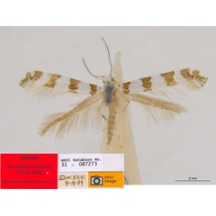 /filer/webapps/moths_gc/media/images/A/antimima_Acrocercops_ST2_ANIC.jpg
