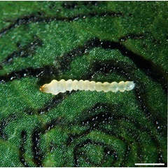 /filer/webapps/moths_gc/media/images/U/universitaria_Vallissiana_larva_Pereira-et-al_2019_154.jpg