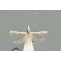 /filer/webapps/moths_gc/media/images/M/maculosa_Cuphodes_PLT_ANIC31-087222_dorsal.jpg
