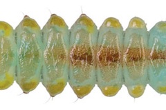 Chrysaster ostensackenella