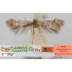 /filer/webapps/moths_gc/media/images/E/enchalcoa_Phyllonorycter_ST8_ANIC.jpg