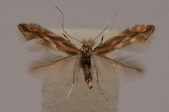 Phyllonorycter viminiella