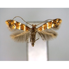 /filer/webapps/moths_gc/media/images/L/lonicerae_Phyllonorycter_A_EIHU.jpg